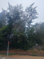 ×chiranthofremontia lenzii
