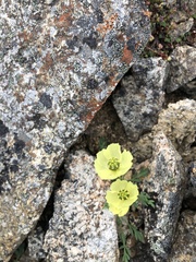 Papaver radicatum kluanense