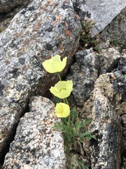 Papaver radicatum kluanense