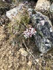 Micranthes nelsoniana