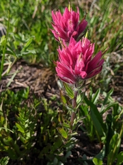 Castilleja parviflora