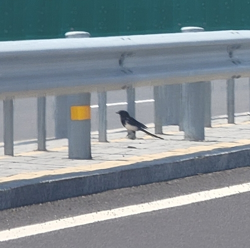 Oriental Magpie