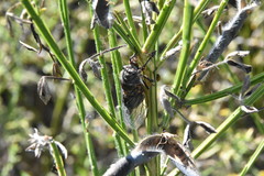 Okanagana occidentalis