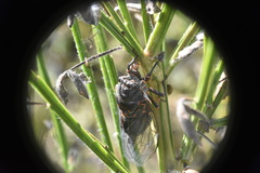 Okanagana occidentalis
