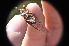Okanagana occidentalis