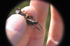 Okanagana occidentalis