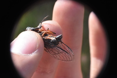 Okanagana occidentalis