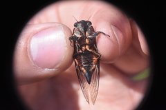 Okanagana occidentalis