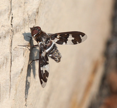 Exoprosopa dorcadion