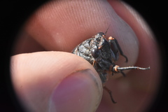 Okanagana occidentalis