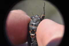 Okanagana occidentalis