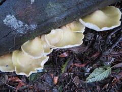 Conchomyces bursiformis