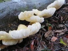 Conchomyces bursiformis