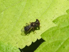 Sphyracephala brevicornis