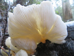 Conchomyces bursiformis