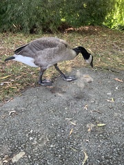 Branta canadensis