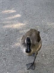 Branta canadensis