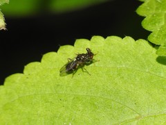 Sphyracephala brevicornis