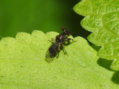 Sphyracephala brevicornis