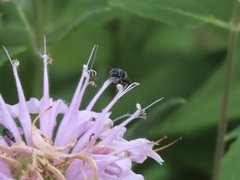 Megachile campanulae