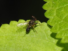 Sphyracephala brevicornis
