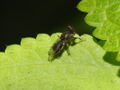 Sphyracephala brevicornis