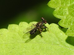 Sphyracephala brevicornis