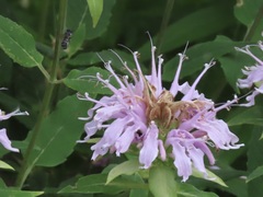 Megachile campanulae