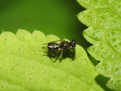 Sphyracephala brevicornis