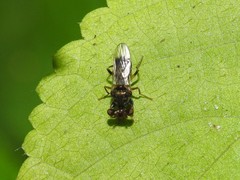 Sphyracephala brevicornis