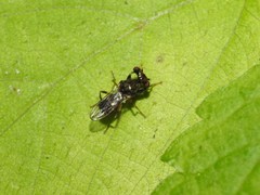 Sphyracephala brevicornis