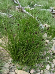 Carex ebenea