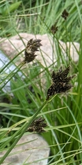 Carex ebenea
