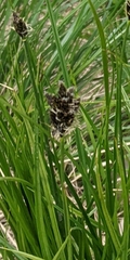 Carex ebenea