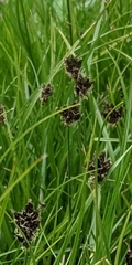 Carex ebenea