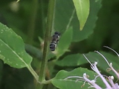 Megachile campanulae