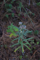 Gnaphaliothamnus salicifolius