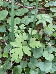 Adoxa moschatellina