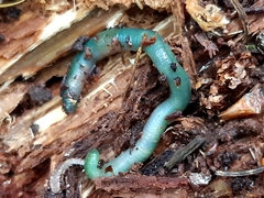 Aporrectodea smaragdina