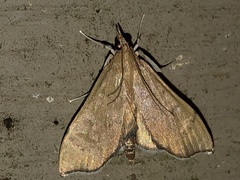Sericoplaga externalis