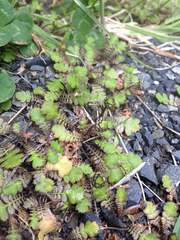 Leptinella squalida