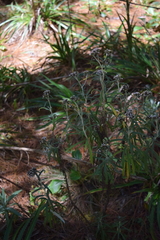 Gnaphaliothamnus salicifolius