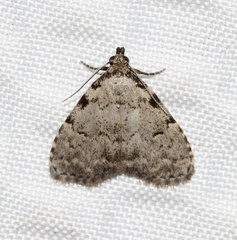 Dyspyralis puncticosta