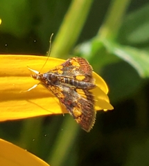 Pyrausta orphisalis