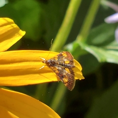 Pyrausta orphisalis