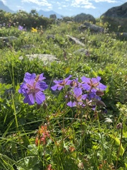 Geranium gymnocaulon