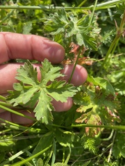Geranium gymnocaulon