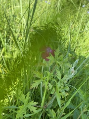 Geranium palustre
