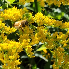 Apis mellifera