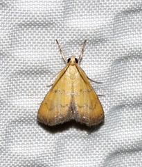 Xanthophysa psychicalis